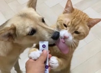 이슈/유머 - 강아지와 고양이의 혀 차이.jpg