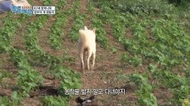 이슈/유머 - 버스 정류장에서 하루 종일 할머니를 기다리는 흰둥이