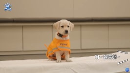 이슈/유머 - 예비 안내견들 견생 첫 증명사진 찍던 날.jpgif