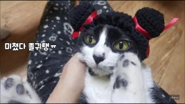 일상잡담 - 똥괭이네 소이 진짜 귀여워