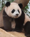 이슈/유머 - 루이바오 최근 소소하게 논란중인 이슈...🐼