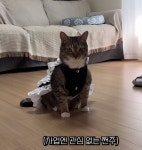 이슈/유머 - 입히는 옷마다 찰떡같이 소화하는 고양이 (춘봉첨지)
