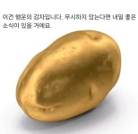 이슈/유머 - 행운감자가 진짜 행운을 줬잖아