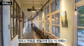 이슈/유머 - 제주 유명 카페 명월국민학교 폐업하게 된 이유