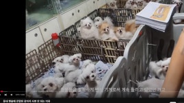 동물/식물 - 펫샵 어떤 곳인지 뻔히 알면서 기어코 가는 사람들은 그냥