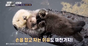 이슈/유머 - [동훌륭] 떠내려가지 않기 위해 친구 손을 잡고 잔다는 해달(feat.귀염주의)