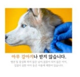 이슈/유머 - [샷!] 강아지도 입학시험 본다…스카이개슬