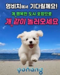 이슈/유머 - 이젠 포항 멍비치에서 개같이 놀자!!