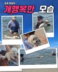 이슈/유머 - 이젠 포항 멍비치에서 개같이 놀자!!