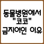 이슈/유머 - 동물병원에서 코코 금지어인 이유