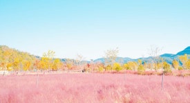 여행/해외거주 - 합천 신소양체육공원 핑크뮬리 추천하시나요?