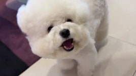 동물/식물 - 꼬마농부 진목화 비숑 강아지 알아??