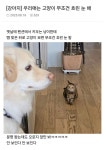 이슈/유머 - 우리애는 고양이 무조건 흐린 눈 해