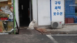 레이싱슈트 fis 2xl 삽니다. - Dr. Sparks Columns