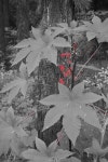 추석날 퇴촌 관음리를 한 바퀴 돌다. - Dr. Sparks Columns