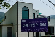 일주일 단위로 달라지는 초여름의 꽃들 - Dr. Sparks Columns