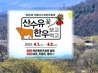 산수유꽃 만발하다! - 양평 개군면의 산수유마을 내리 방문 - Dr. Sparks Columns