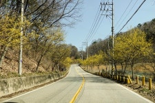 양평 산수유마을, 내리의 산수유꽃 마을축제와 주읍리 방문 - Dr. Sparks Columns
