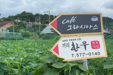 겹삼잎국화 - 오랫동안 알고 싶었던 꽃 이름 - Dr. Sparks Columns