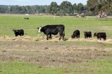 익스트림무비 - 지푸라기라도 잡고 싶은 짐승들, 동물농장 편