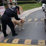 익스트림무비 - 댕댕이 냥이 체온재는 해외방역팀