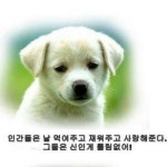 익스트림무비 - 개와 고양이에게 신이란?!