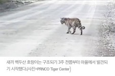 익스트림무비 - 도와주세요 새끼 백두산 호랑이, 홀로 민가에 내려온 사연...