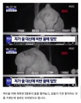익스트림무비 - 꿀 훔쳐 먹던 곰 맛 테스터로 변신...