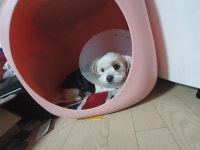 익스트림무비 - 단비가 아픈가봐요