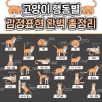 부위별 담 푸는 체조 모음 / 냥이 행동별 감정표현 정리 / 강남 침수위험 알고도 모른척했다 / 항공기 비상문 연 사람 6억4천만원 물어낼수도 /