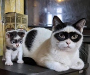 익스트림무비 - 도둑 고양이