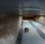 익스트림무비 - 댕댕이 코스튬때문에 난리난 동네