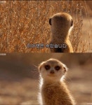 익스트림무비 - 우리의 미어캣은..