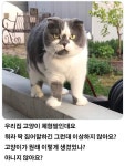익스트림무비 - 집냥이에 의문이 생긴 집사