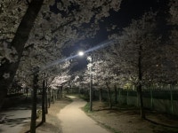 익스트림무비 - 어젯밤 집앞공원 벚꽃길