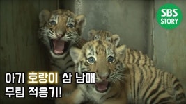 익스트림무비 - 귀여운 아기 호랑이 사진들 모음 (스압주의)