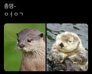 익스트림무비 - 수달, 해달 간단구분법