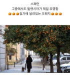 익스트림무비 - 오렌지나무를 가로수로 쓰는 나라...