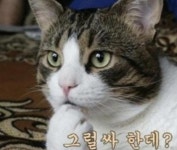 익스트림무비 - 고양이 사진 보내주시면 인형으로 만들어 드립니다...