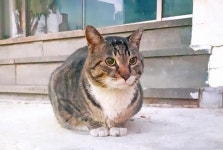 익스트림무비 - 아침에 만난 두 냥이