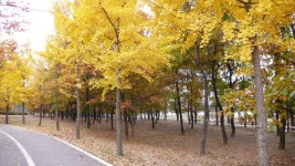 익스트림무비 - 호수공원의 늦가을 몇장...