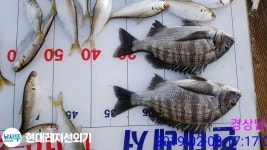 풍화현대레저) 감시 전어쿨러조황 인터넷바다낚시 - 대한민국 바다낚시 포탈사이트