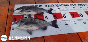 풍화리경신레저 감시조황입니다 인터넷바다낚시 - 대한민국 바다낚시 포탈사이트