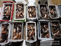 왕열기,왕뽈 노다지로 퍼담아 쿨러가 넘치너요(오늘여유 인터넷바다낚시 - 대한민국 바다낚시 포탈사이트