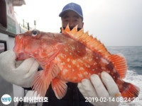 [여수피쉬헌터호] 먼바다 우럭 왕열기 5걸이!!