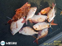 진해뉴월드》참돔 타이라바~~(낼 토요일 예약가능) 인터넷바다낚시 - 대한민국 바다낚시 포탈사이트