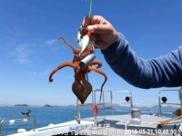 오늘 문어 조황입니다.