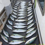 (南)남해조황 - 홍도선상 참돔, 부시리 입질팍팍 대박대박 아침 일찍 조기철수~ 뉴거제호 오늘 긴급 출조가능~