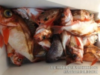 진도 아라온피싱1호 먼바다 우럭,열기 1.