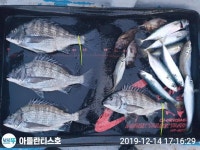 남해상주,미조 감성돔흘림 매일ㄷㄷㄷ